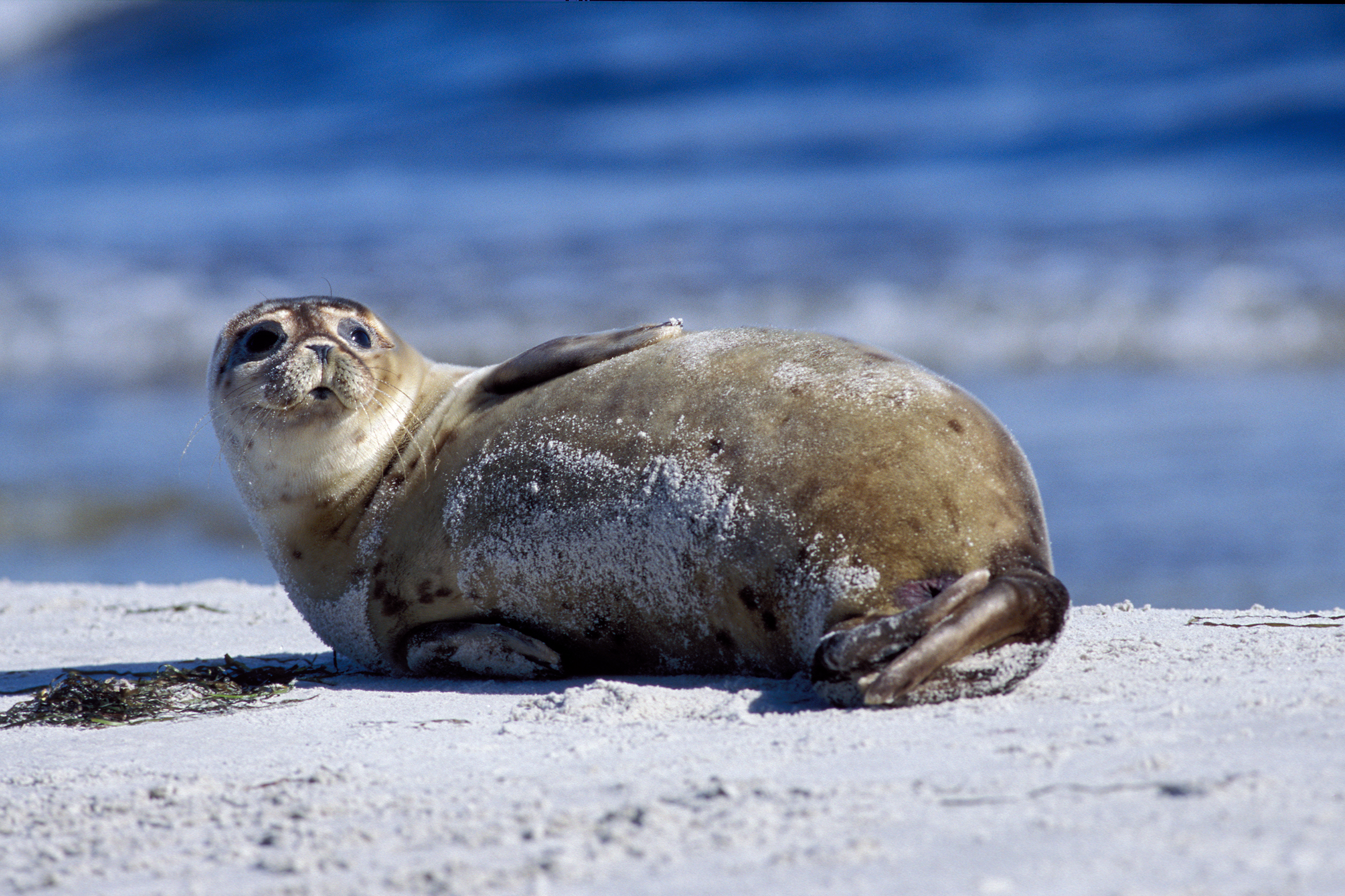 Åtta veckor gammal knubbsäl