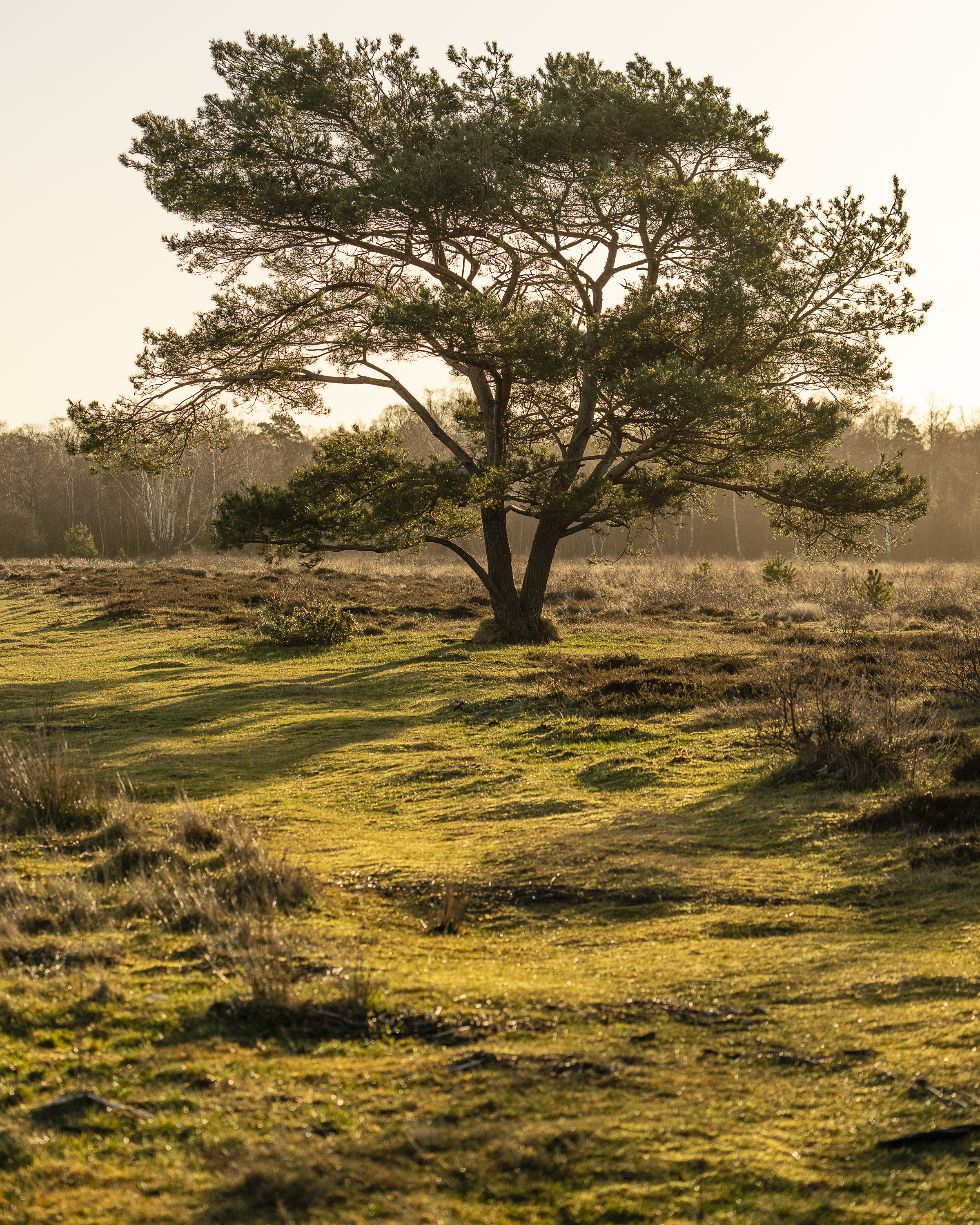 Skåneleden Skanörs Ljung