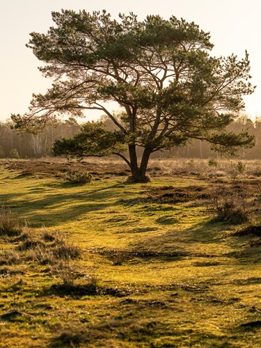 Skåneleden Skanörs Ljung